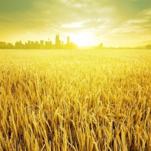 agricultural business