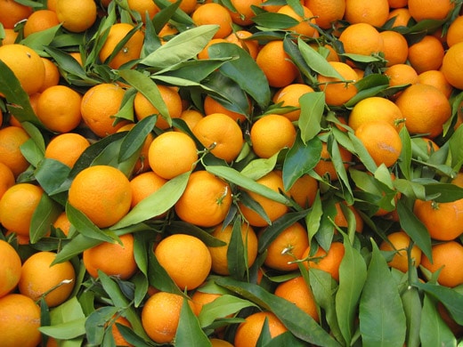 citrus