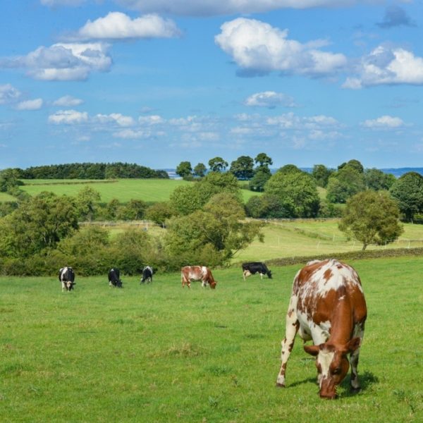 Cattle grazing