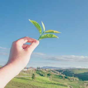 Leaf in hand