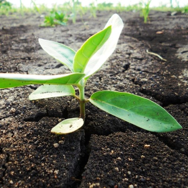 leaf analysis