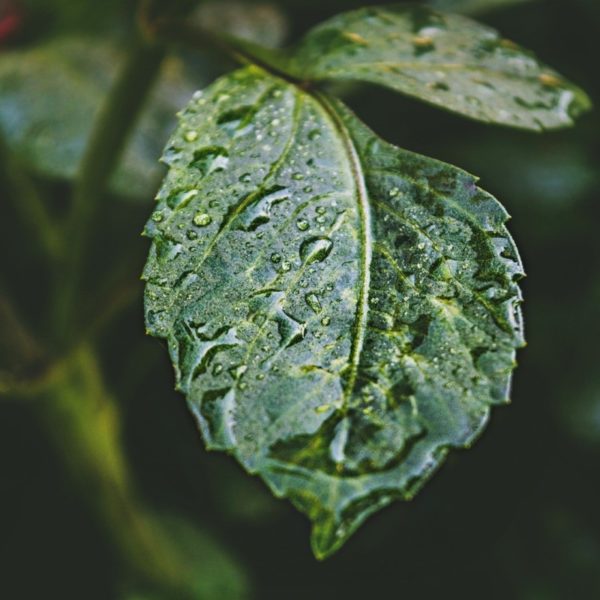 leaf analysis